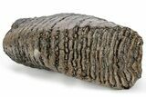 Fossil Woolly Mammoth Upper M Molar - Siberia #238761-1